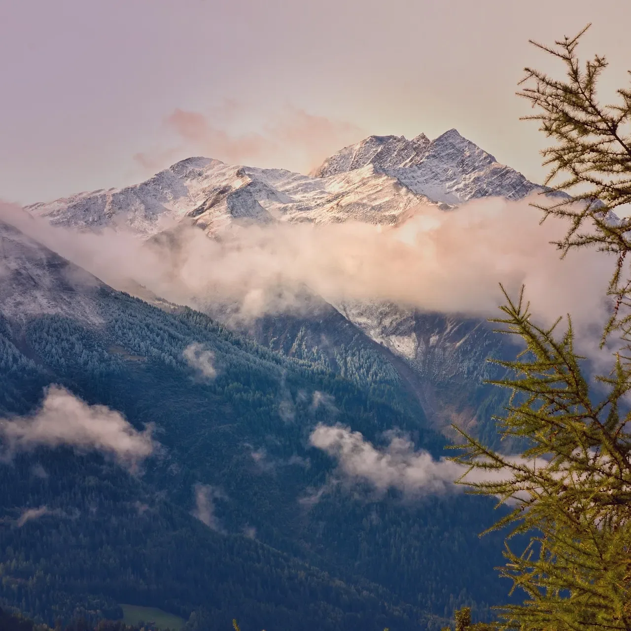 Schneebedeckte Berggipfel über Wolken und bewaldeten Hängen, vorn Lärchenzweige